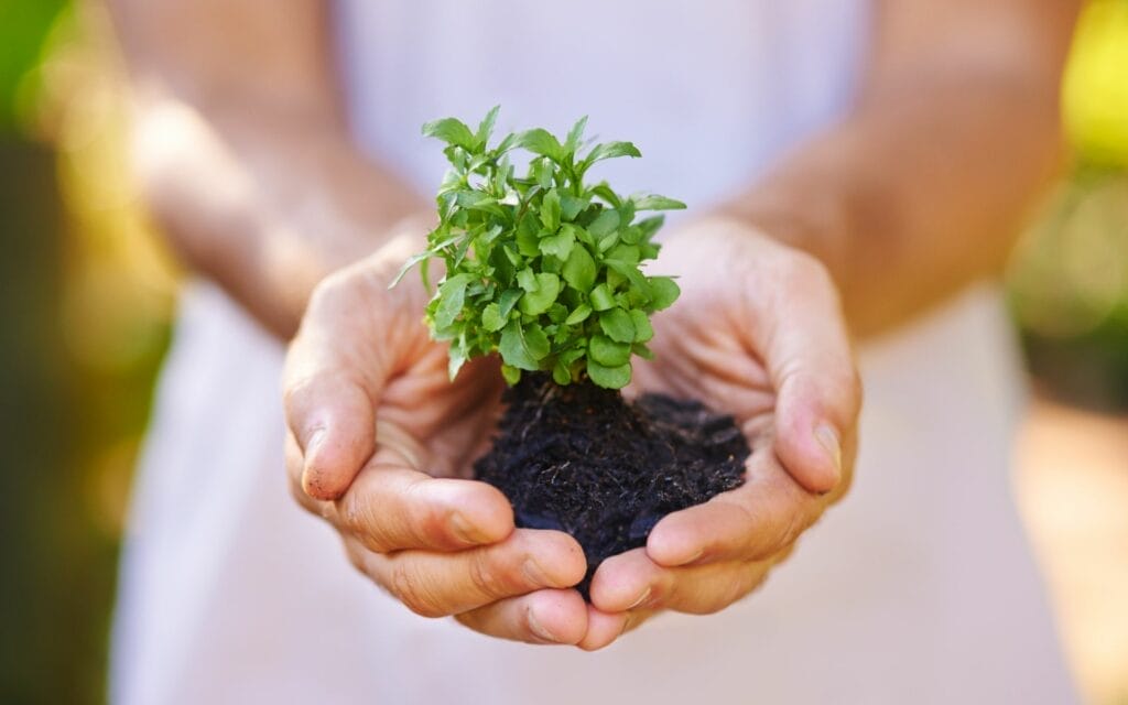 Hands holding soil and green plant seedling.