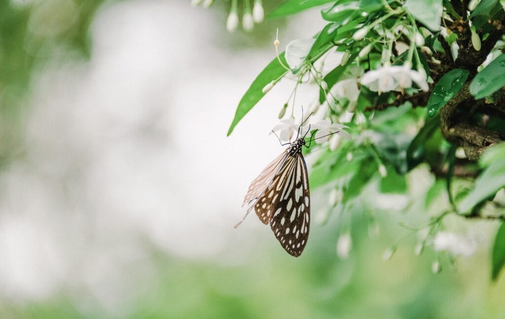 Butterfly resting on white flowers, green leaves background.