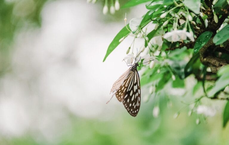 Butterfly resting on white flowers, green leaves background.